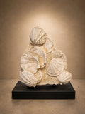 FOSSILIZED SHELL