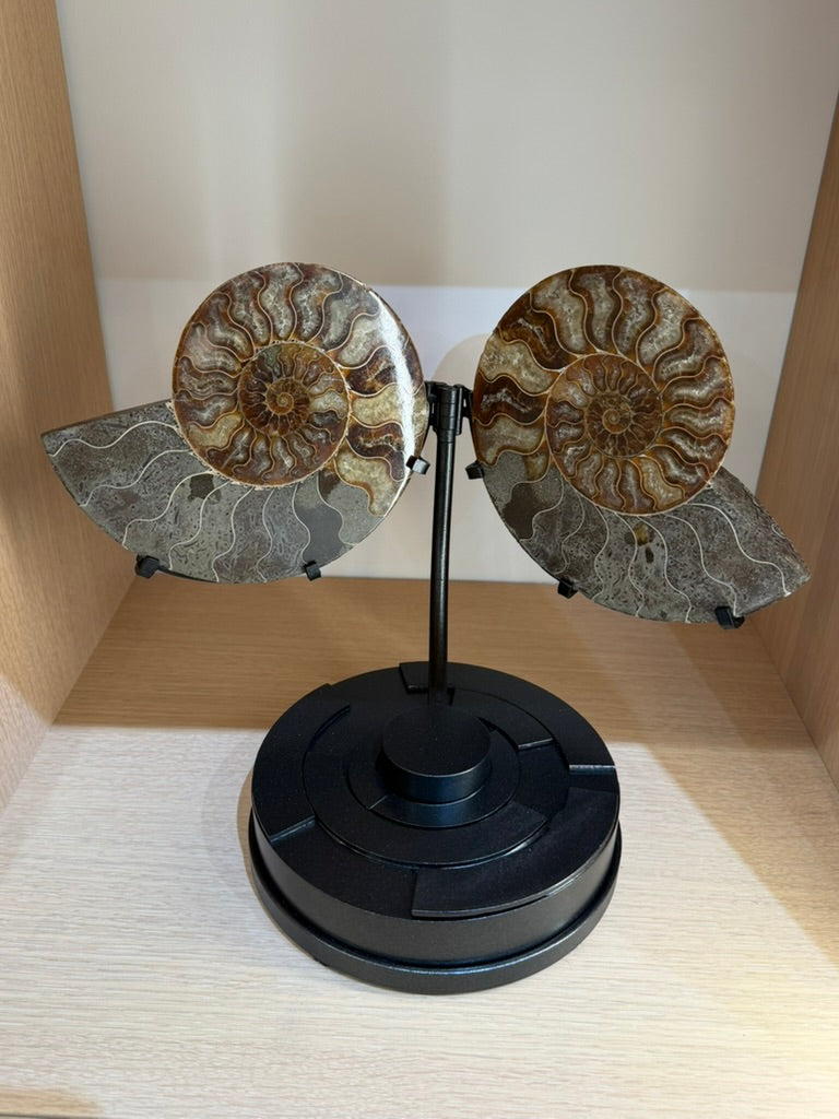 AMMONITE