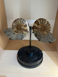 AMMONITE