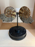 AMMONITE