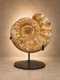 AMMONITE MADAGASCAR