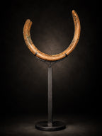 WOOLY MAMMOTH TUSK