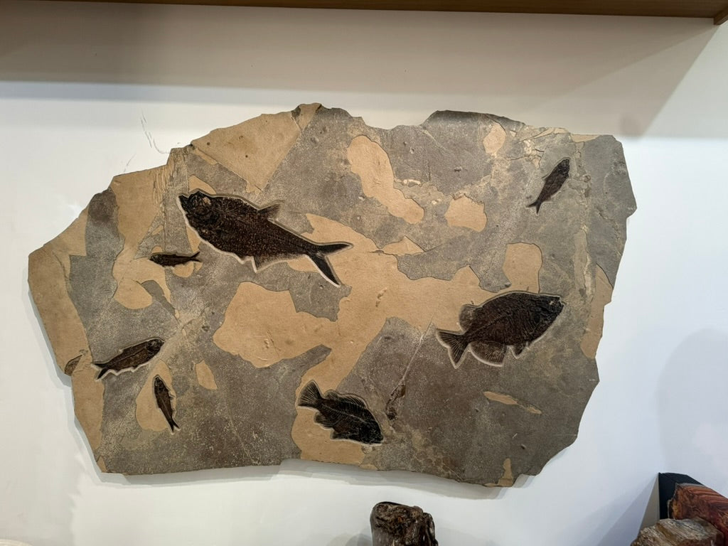 FOSSIL FISH MURAL