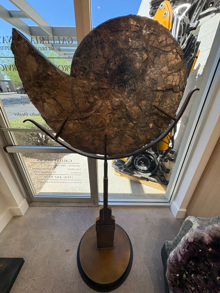 AMMONITE