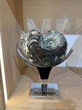 AMMONITE