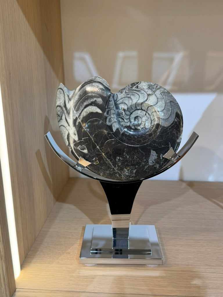 AMMONITE
