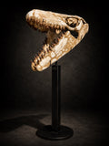 MOSSASAURUS SKULL