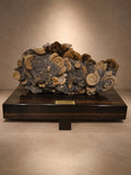 AMMONITE CLUSTER