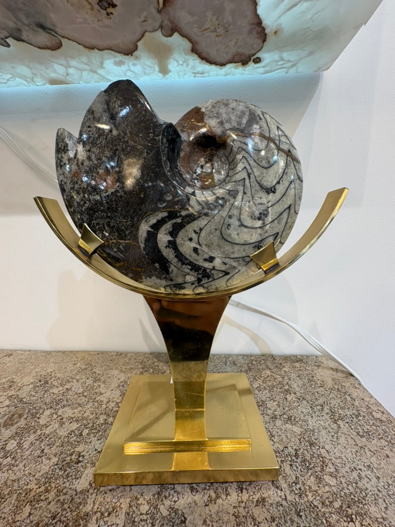 AMMONITE MADAGASCAR