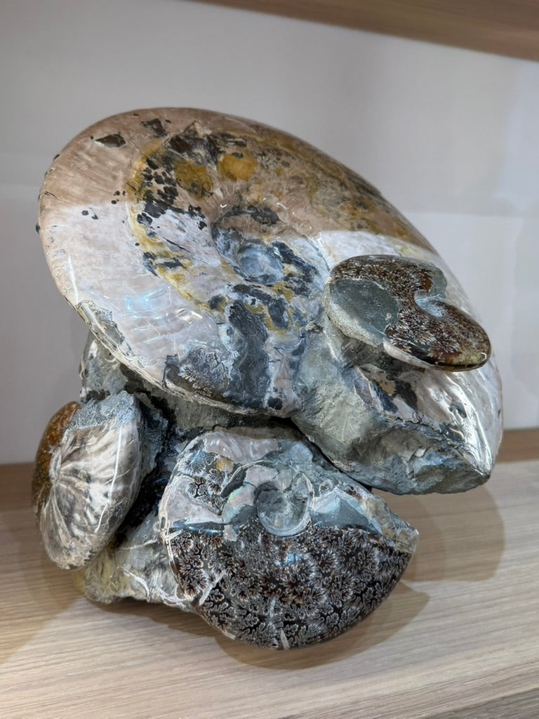 AMMONITE CLUSTER
