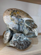 AMMONITE CLUSTER