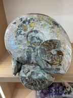 AMMONITE CLUSTER