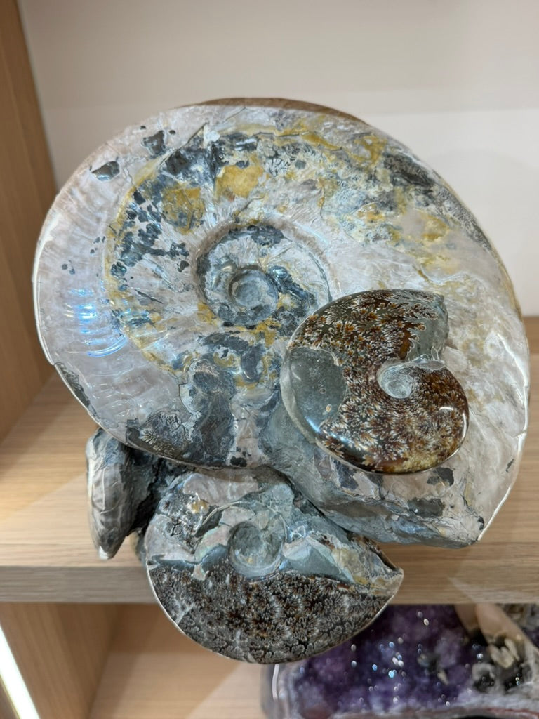 AMMONITE CLUSTER