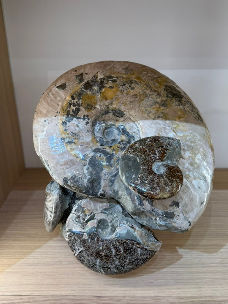 AMMONITE CLUSTER