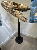 Mosasaurus Skull