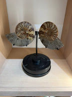 AMMONITE