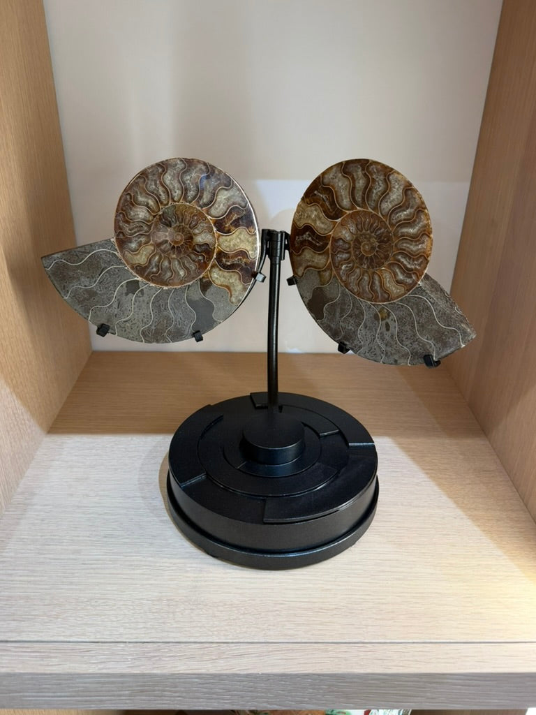 AMMONITE