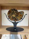 AMMONITE