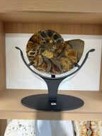 AMMONITE