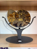 AMMONITE