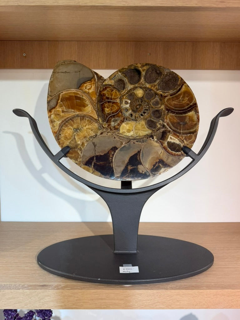 AMMONITE