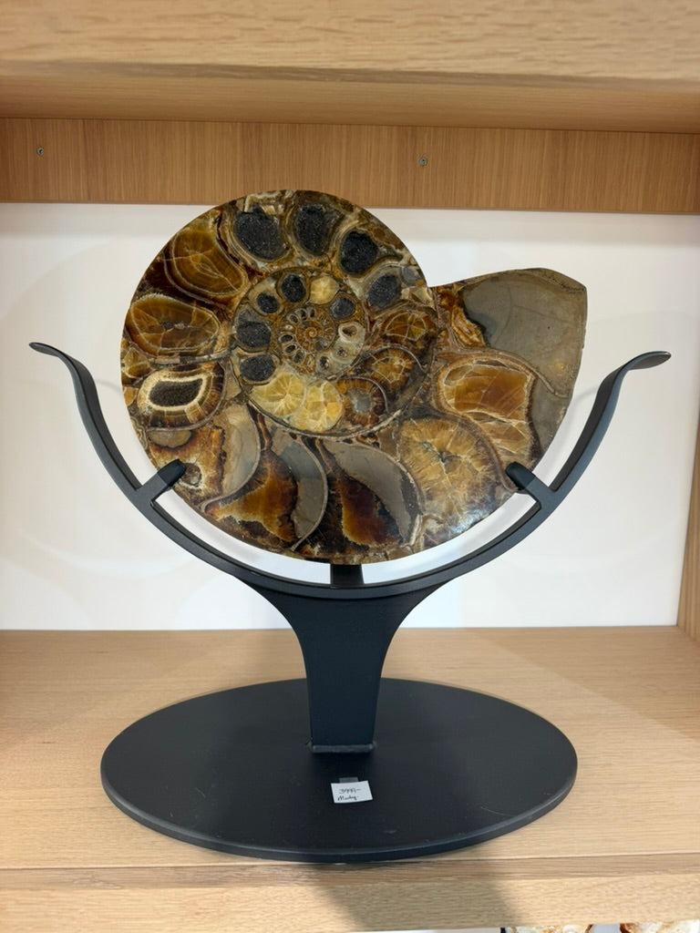 AMMONITE