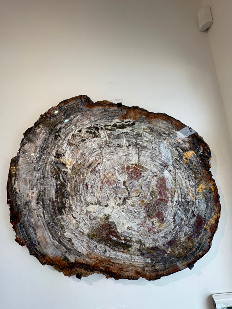 PETRIFIED WOOD SLAB