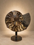AMMONITE